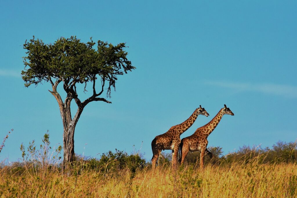 żyrafy serengeti